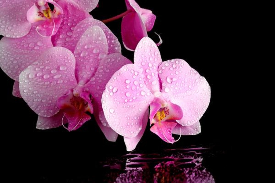 Cómo se riegan las orquídeas